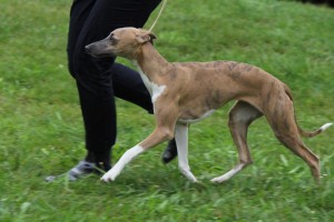 abby-olomouc